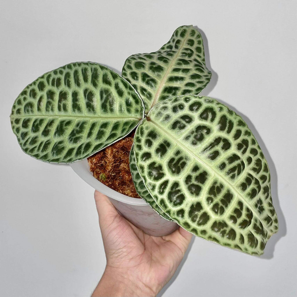 Labisia ‘Turtle Back’ – Rare Foliage Plant (One Plant)