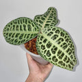 Labisia ‘Turtle Back’ – Rare Foliage Plant (One Plant)