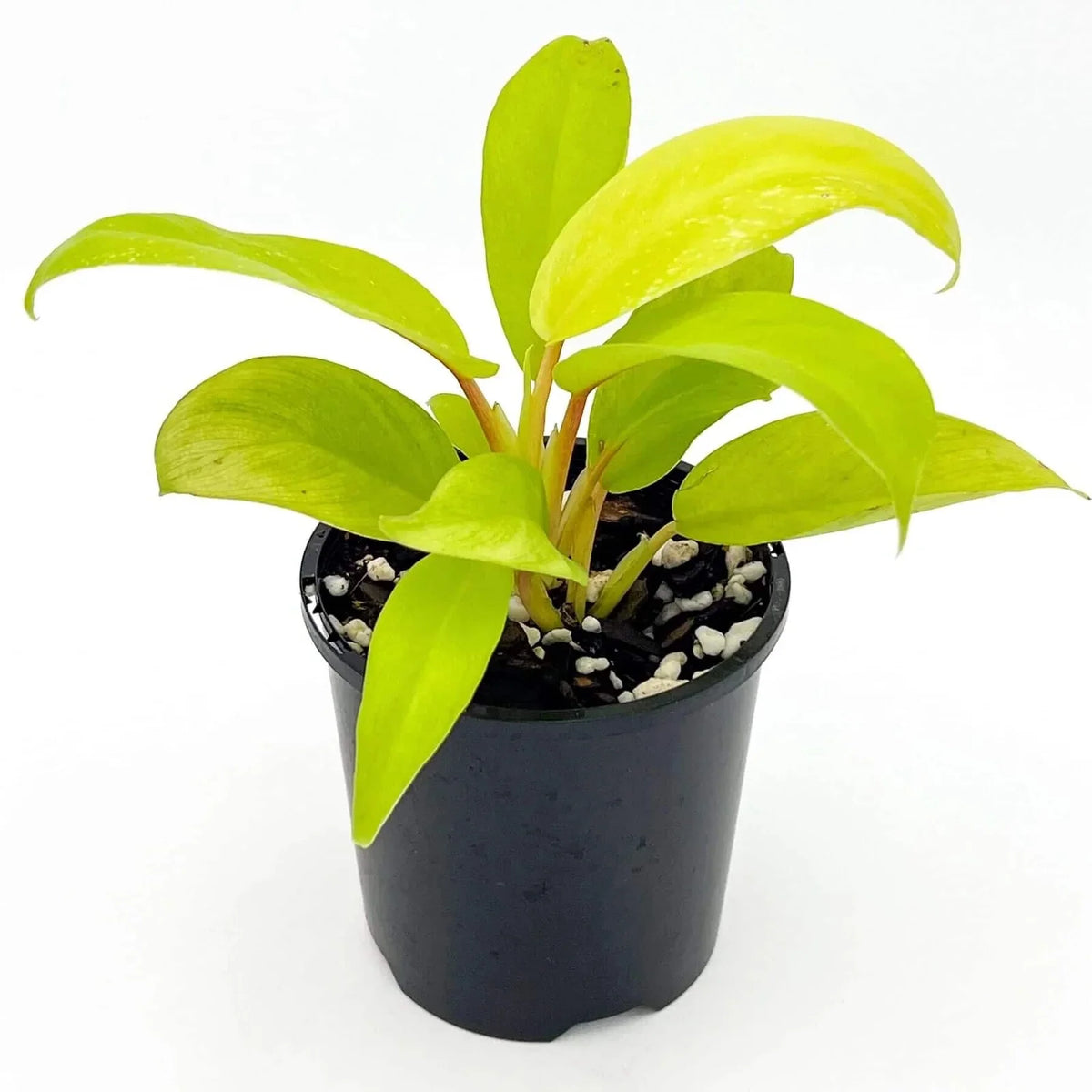 Philodendron Ceylon Gold