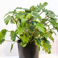 Philodendron Xanadu
