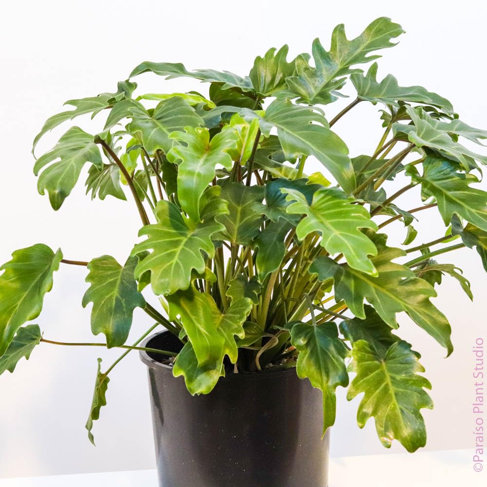 Philodendron Xanadu