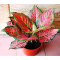 Red Agalonema