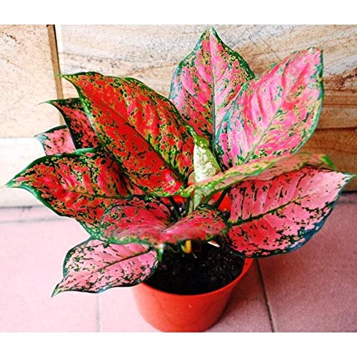 Red Agalonema
