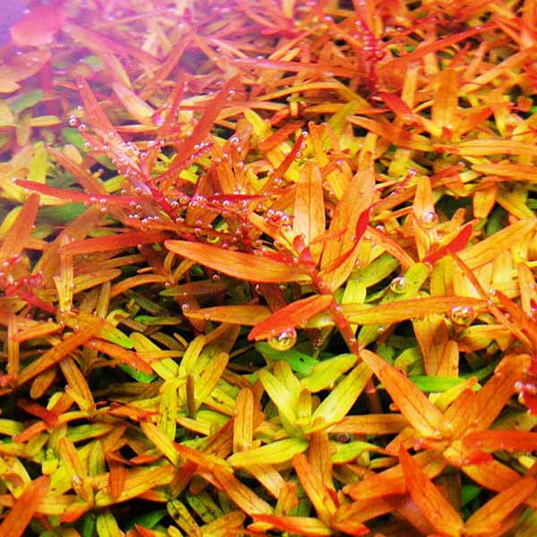 Rotala Rotundifolia Orange - Thick Bushy Potted Aquarium Plant in TC Pot
