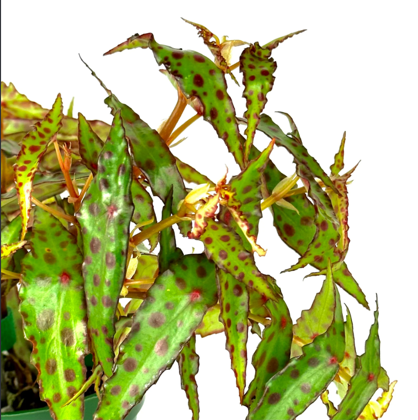 begonia amphioxus