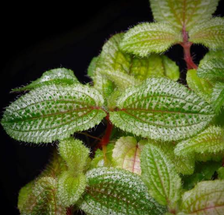 Phyllagathis sp. 1 - rare plant