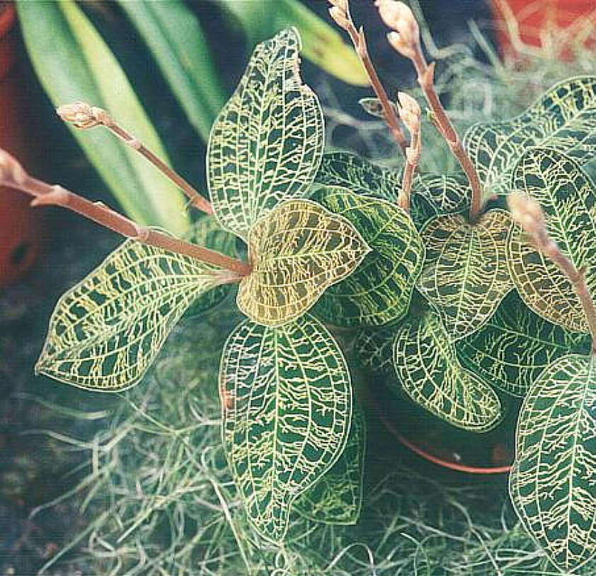 macodes petola platinum