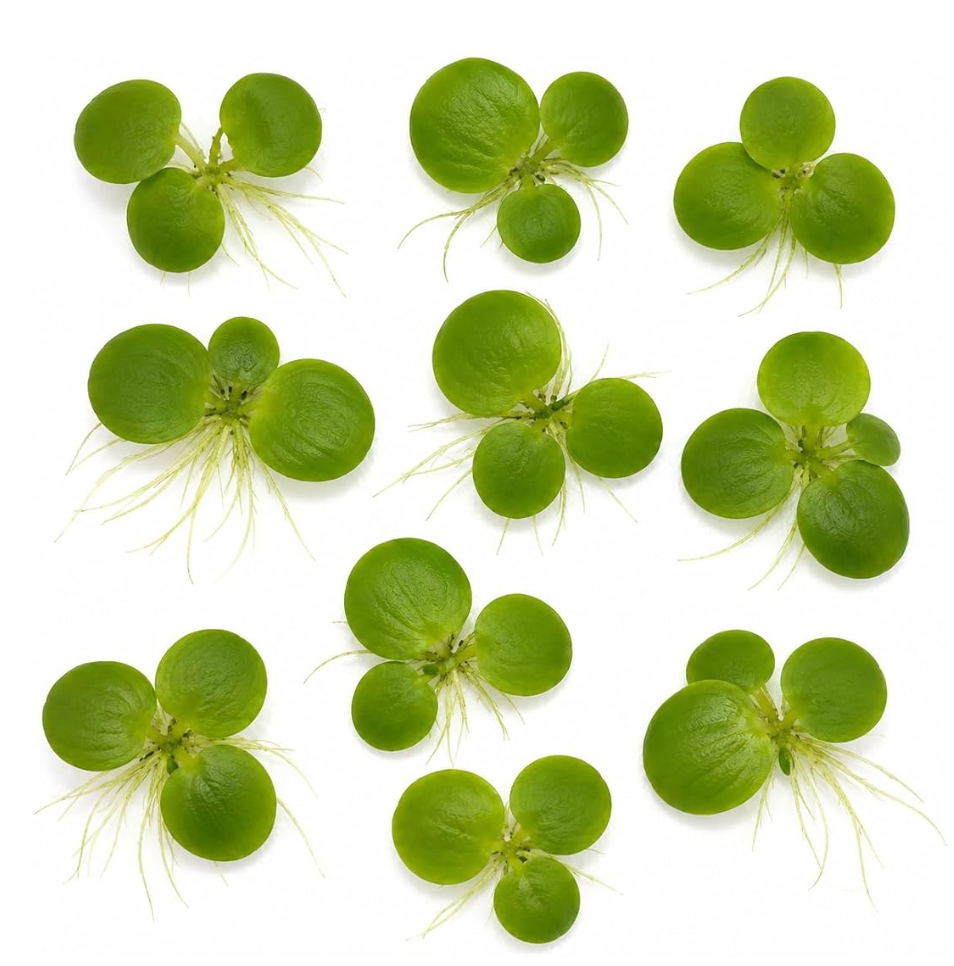 Amazon Frogbit - Pack of 10 Floating Aquarium Plants