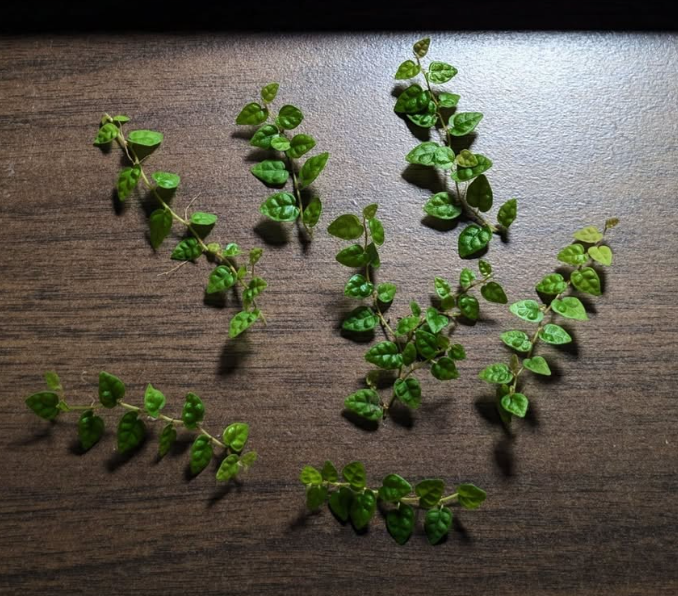 Ficus Minima - Rare plant for Terrariums