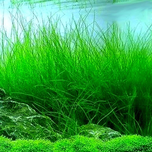 Eleocharis Vivipara TC Pot - Tall Background Hairgrass