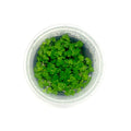 Hydrocotyle Tripartita TC Pot - Carpeting Plant for Planted Tanks & Terrariums