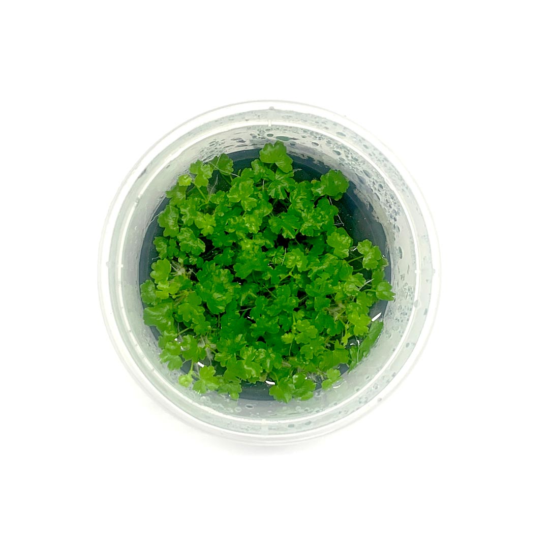 Hydrocotyle Tripartita TC Pot - Carpeting Plant for Planted Tanks & Terrariums