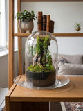 Premium Bell Jar Terrarium