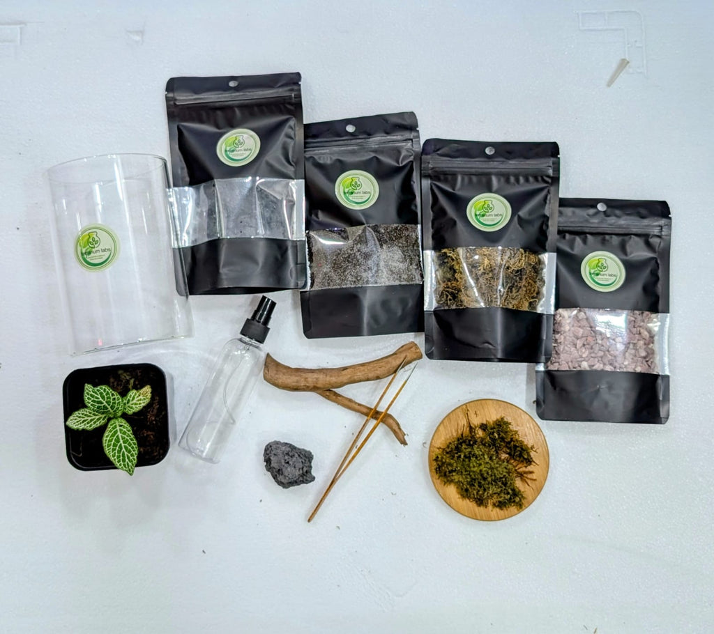diy-terrarium-kit-beginner