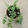 Ficus Pimula Climbing Fig