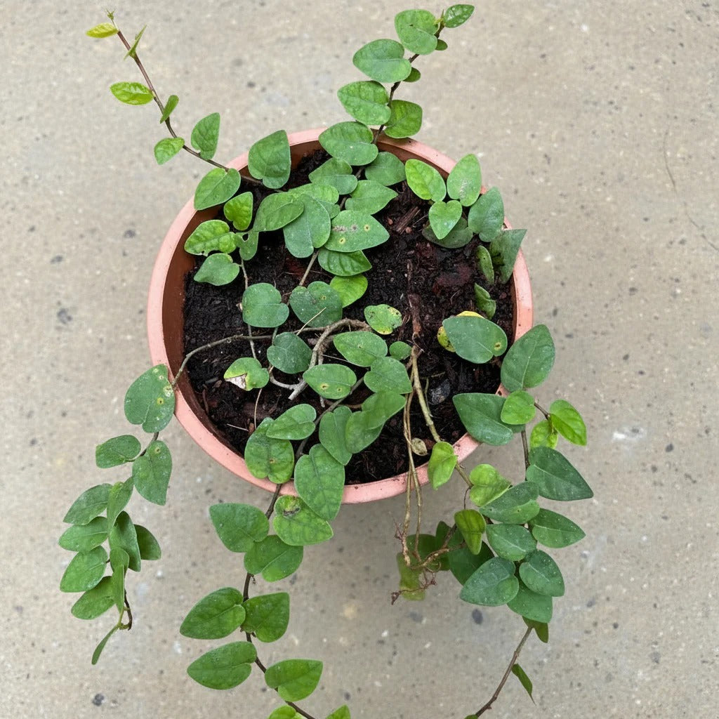 Ficus Pimula Climbing Fig