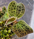 Macodes Patola Neon - Rare Plant