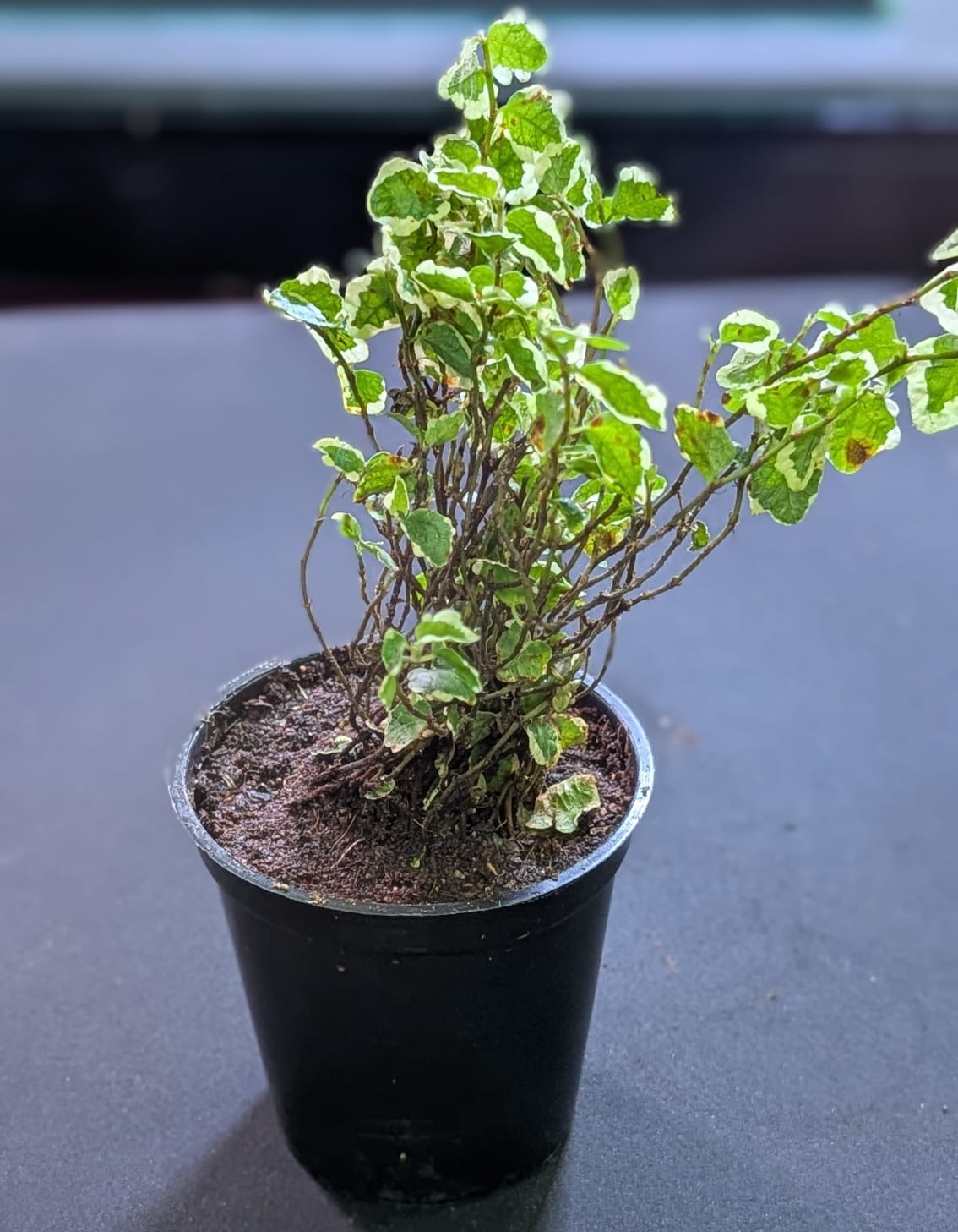 Ficus Pumila Tricolour Variegated