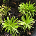 Tree Moss