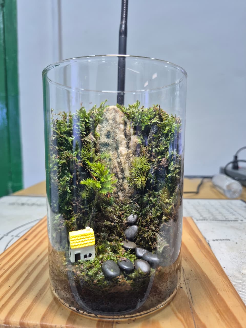 Terrarium in 1000 ml Glass Jar