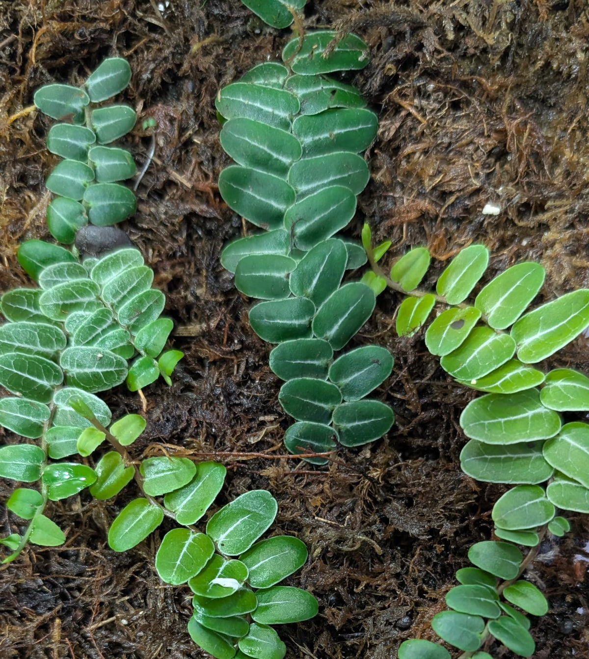 Rare Marcgravia Umbellata terrarium plant