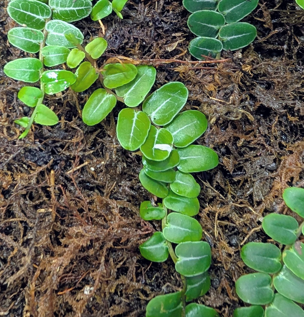 Marcgravia Umbellata growing in a closed terrarium