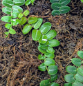 Marcgravia Umbellata growing in a closed terrarium