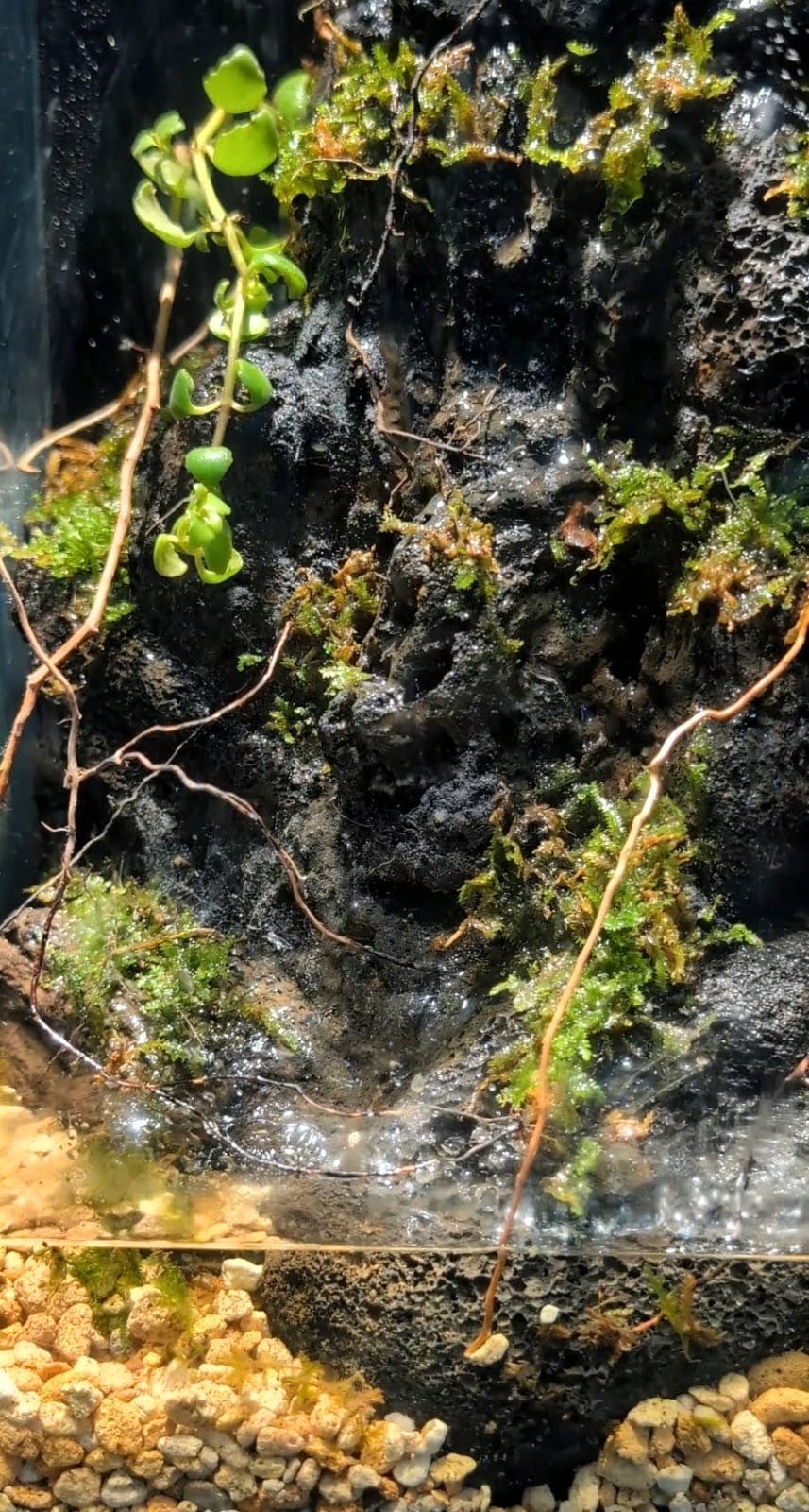 Waterfall Terrarium