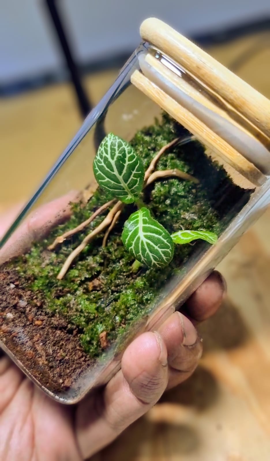 Mini Terrarium in Glass Bottle