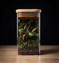 Mini Terrarium in Glass Bottle