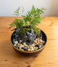 Bedside Waterfall Open Terrarium in Ceramic Bowl
