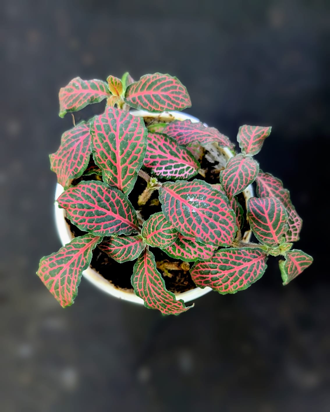 Red Fittonia Nerve Plant