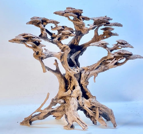 Big Forest Bonsai Tree
