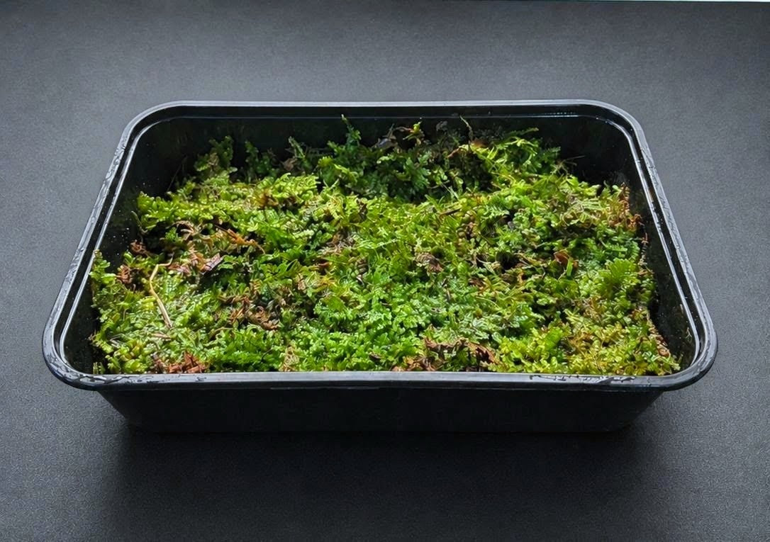 Terrestrial Moss Sheet Moss Large Portion
