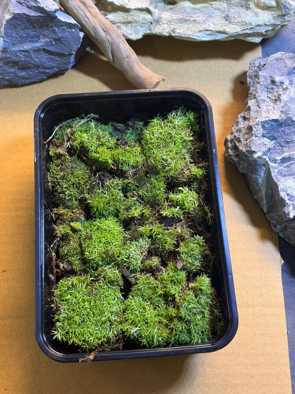 Pin Cushion Moss (Leucobryum)