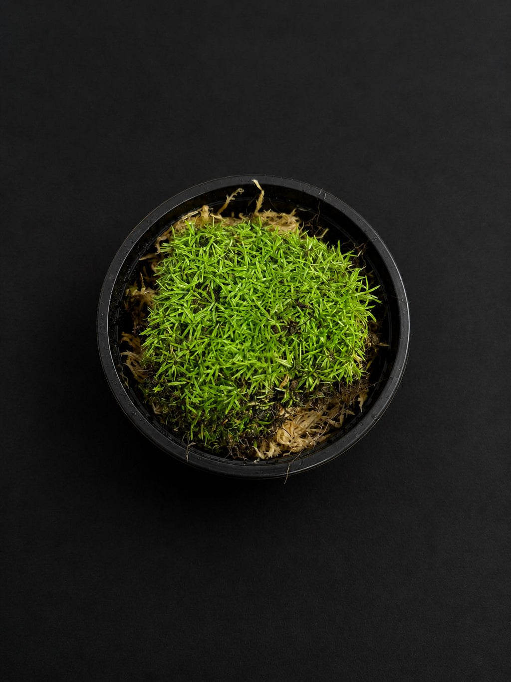 Pin Cushion Moss (Leucobryum)
