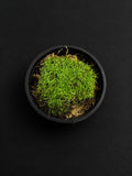 Pin Cushion Moss (Leucobryum)