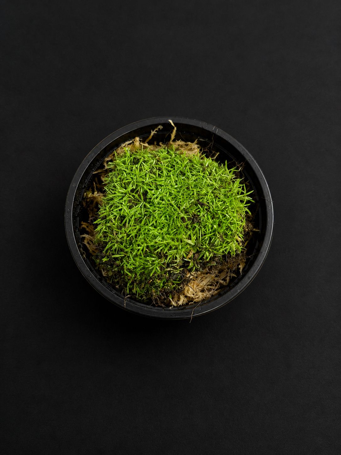 Pin Cushion Moss (Leucobryum)