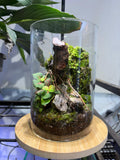 Closed Art Terrarium in Glass Jar