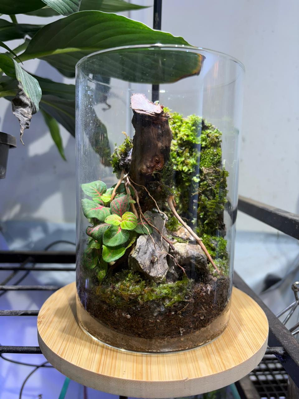 Closed Art Terrarium in Glass Jar