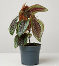 Triolena Pustulata