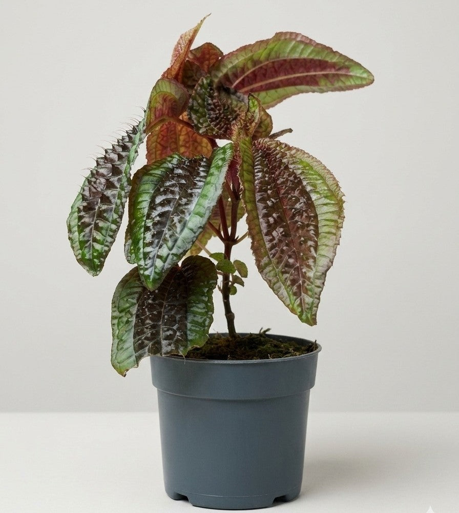 Triolena Pustulata
