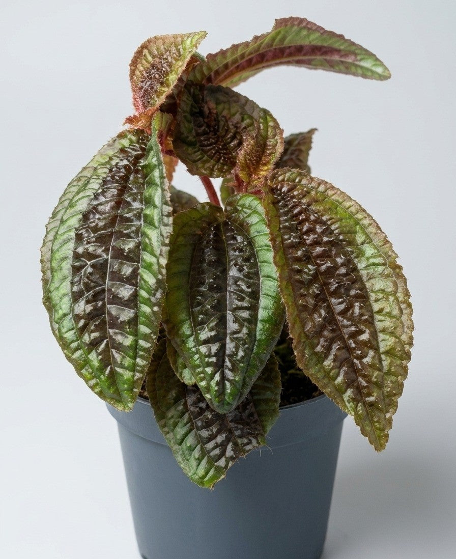 Triolena Pustulata