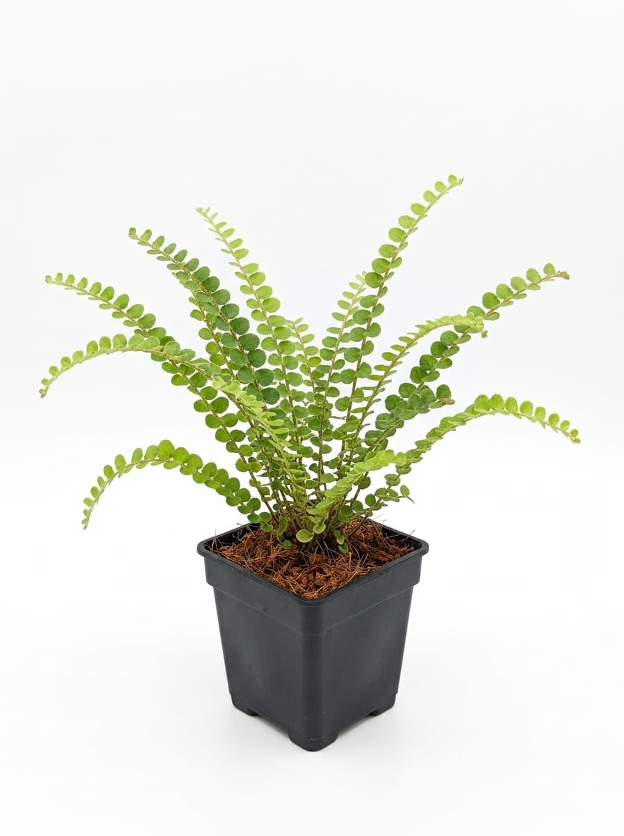Lemon Button Fern