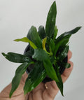 Anubias Dragon Claw Aquatic Plant - Live Aquarium & Terrarium Plant