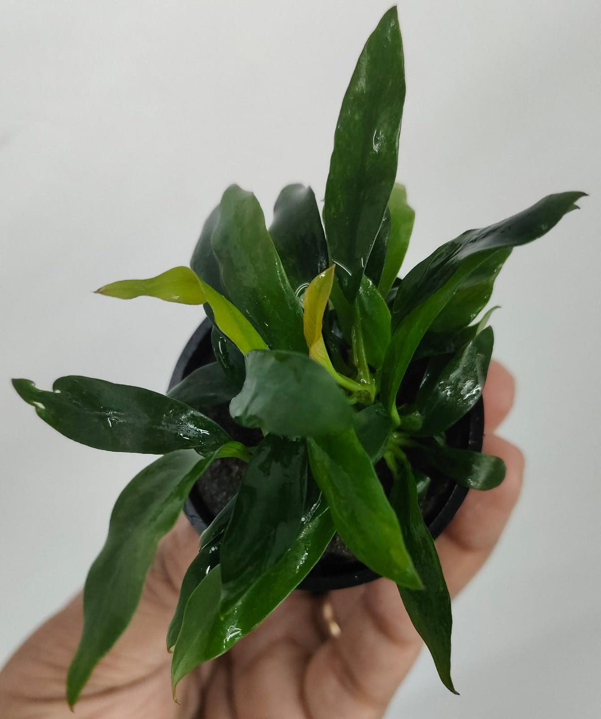 Anubias Dragon Claw Aquatic Plant - Live Aquarium & Terrarium Plant