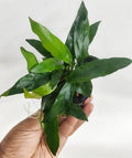 Anubias Glabra Aquatic Plant - Live Aquarium & Terrarium Plant