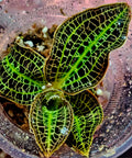 Dossinia marmorata (Marble Jewel Orchid) - Rare Terrarium Plant