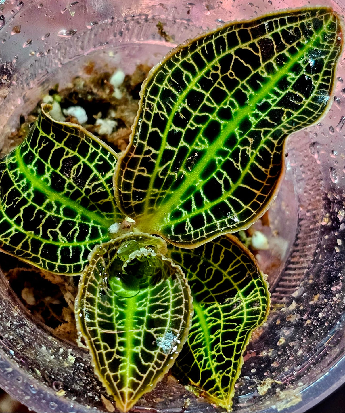 Dossinia marmorata (Marble Jewel Orchid) - Rare Terrarium Plant