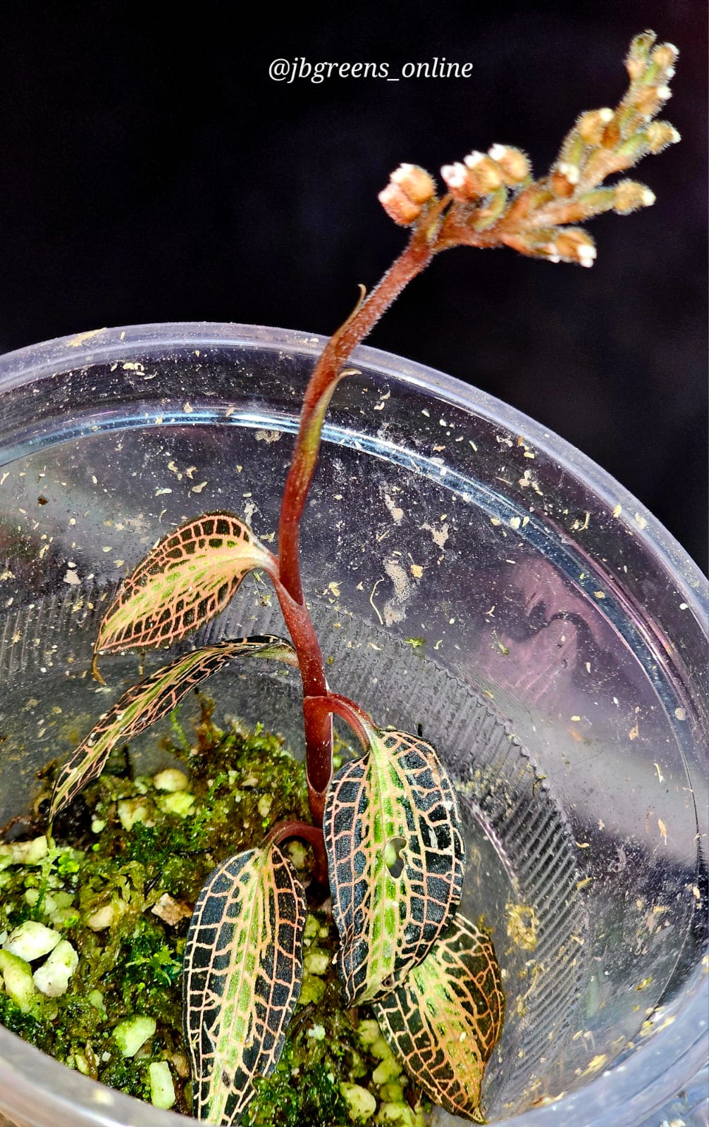Goodyera pusilla (Dwarf Jewel Orchid) - Rare Terrarium Plant